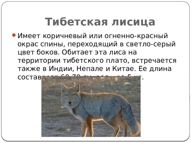 Охота на лисицу текст на английском. Тибетская лиса. Лиса краткая характеристика. Почему лисы хитрые. Тибетская лисица серая.