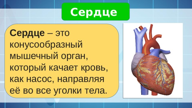 Сердце представляет собой. Сердце это мышца или орган. Как сердце качает кровь. Сердце как насос.