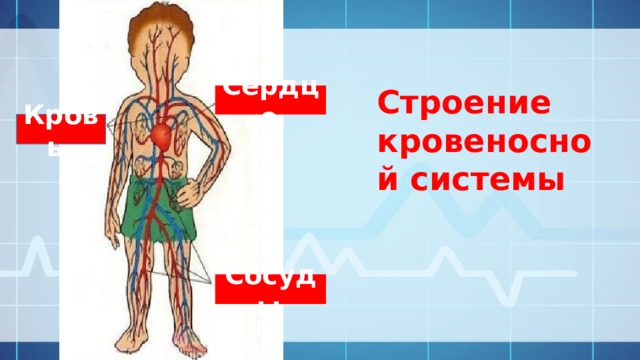 Рассмотрите схему строения кровеносной системы пчелы имеют ли