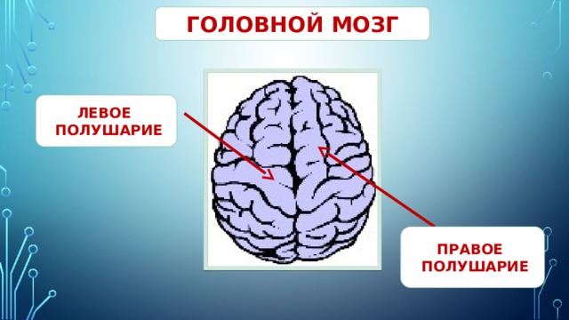 Мозг левая