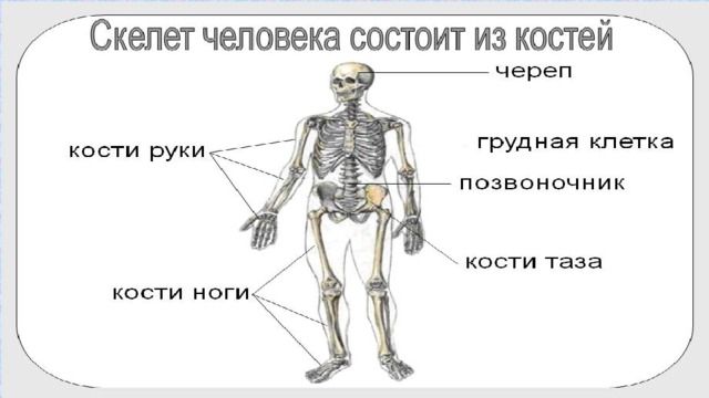 Прочный внутренний скелет. Значение скелета. Значение скелета человека. Из каких частей состоит скелет человека. Какова роль скелета человека 4 класс.