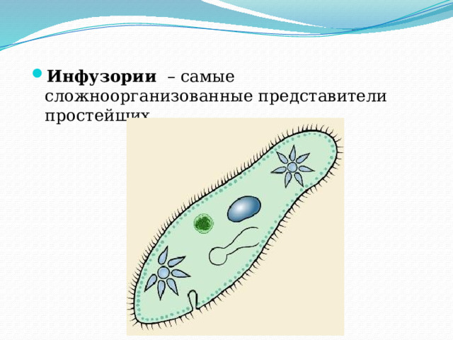 На рисунке изображен представитель простейших имеющий название