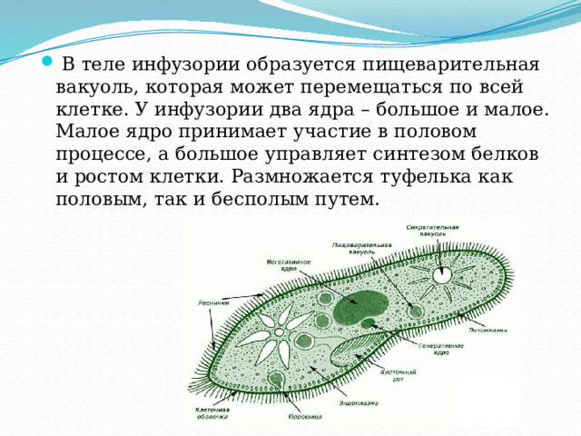 Инфузория туфелька малое ядро эвглена зеленая