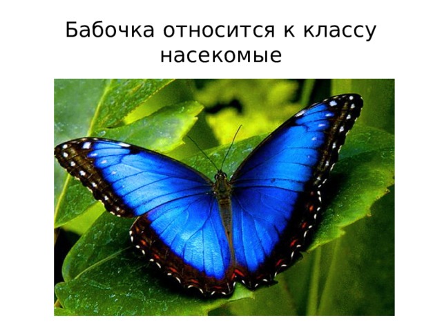 Бабочка относится к классу насекомые 