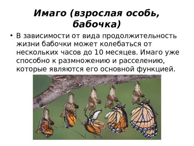 Имаго (взрослая особь, бабочка) В зависимости от вида продолжительность жизни бабочки может колебаться от нескольких часов до 10 месяцев. Имаго уже способно к размножению и расселению, которые являются его основной функцией. 