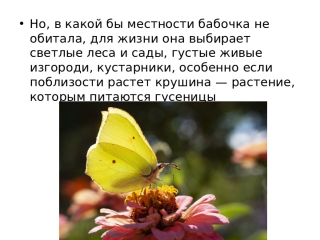 Но, в какой бы местности бабочка не обитала, для жизни она выбирает светлые леса и сады, густые живые изгороди, кустарники, особенно если поблизости растет крушина — растение, которым питаются гусеницы 