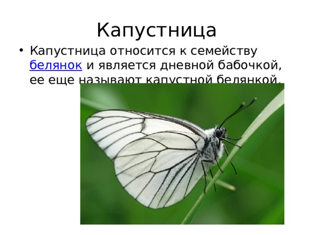 Капустница Капустница относится к семейству  белянок  и является дневной бабочкой, ее еще называют капустной белянкой.  