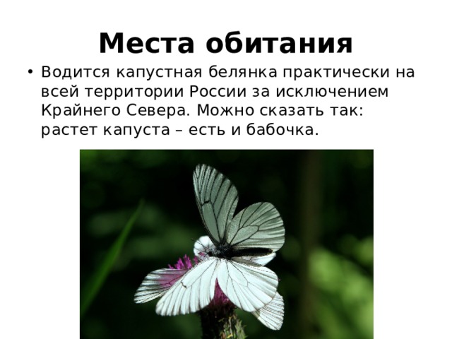 Места обитания Водится капустная белянка практически на всей территории России за исключением Крайнего Севера. Можно сказать так: растет капуста – есть и бабочка. 