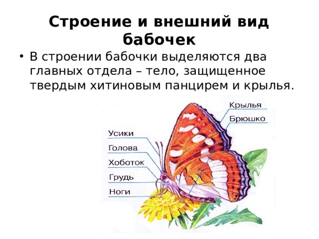 Строение и внешний вид бабочек В строении бабочки выделяются два главных отдела – тело, защищенное твердым хитиновым панцирем и крылья. 