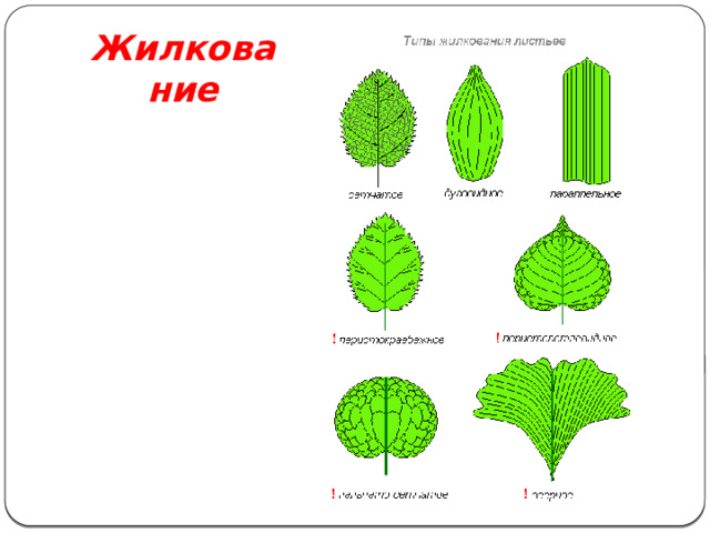 Жилкование 