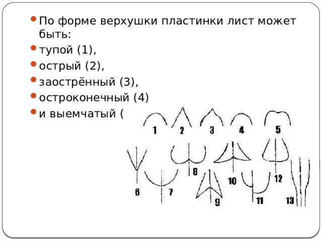 По форме верхушки пластинки лист может быть: тупой (1), острый (2), заострённый (3), остроконечный (4) и выемчатый (5). 