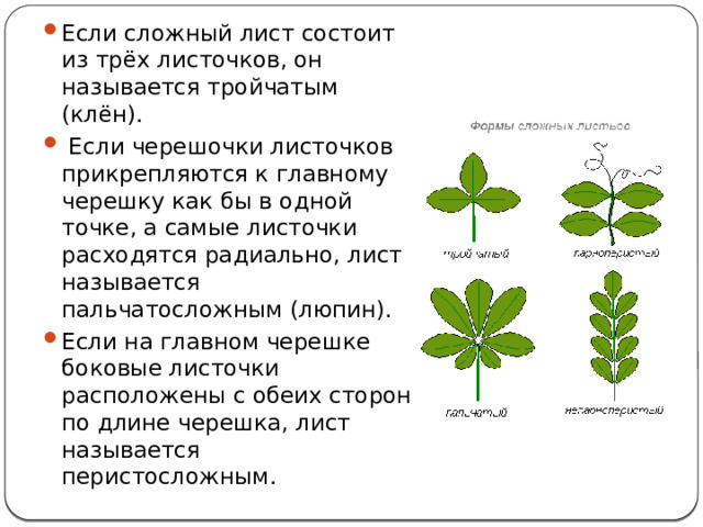 Если сложный лист состоит из трёх листочков, он называется тройчатым (клён).  Если черешочки листочков прикрепляются к главному черешку как бы в одной точке, а самые листочки расходятся радиально, лист называется пальчатосложным (люпин). Если на главном черешке боковые листочки расположены с обеих сторон по длине черешка, лист называется перистосложным. 