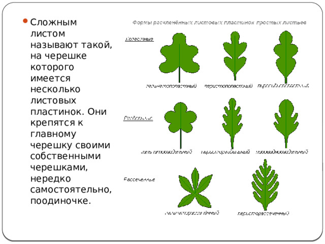 Схема расположения листьев