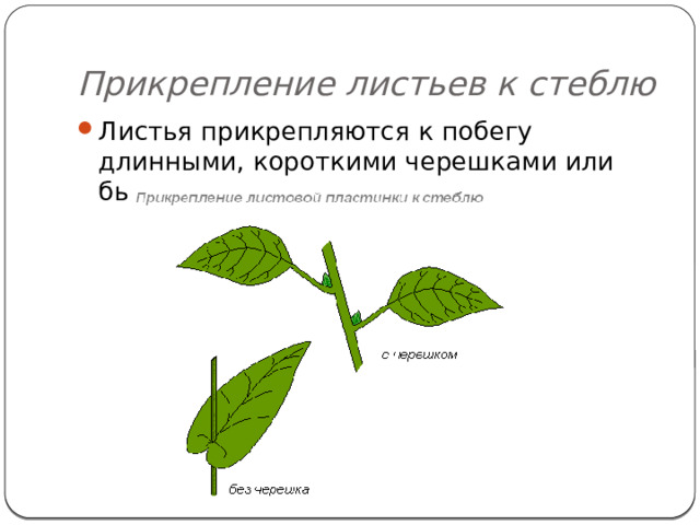 Супротивное листорасположение - Арт Минск.ру