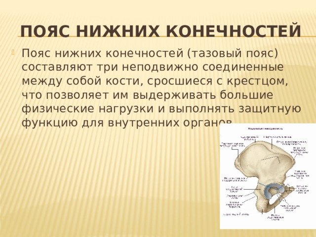 Неподвижно соединены между собой кости