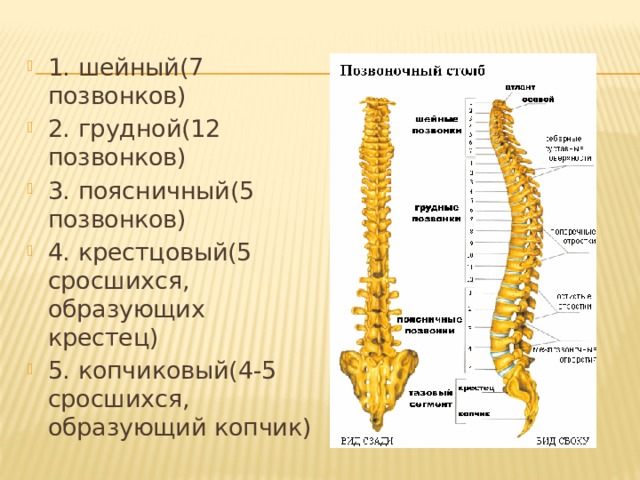 Какой отдел позвоночника образован. Скелет позвоночника человека. Шейный грудной поясничный крестцовый копчиковый. Копчиковые позвонки в скелете человека. 5 Сросшихся позвонков.