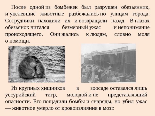 Блокада ленинграда зоопарк