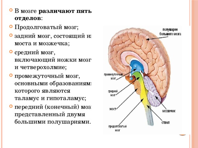Промежуточный мозг образования. Промежуточный средний задний и продолговатый мозг функции. Продолговатый задний средний промежуточный мозг. Функции среднего продолговатого и промежуточного мозга. Промежуточный мозг строение.