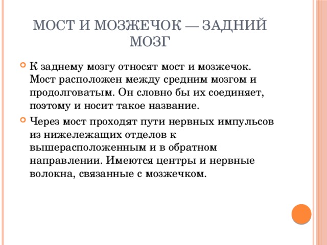 Мост и мозжечок — задний мозг К заднему мозгу относят мост и мозжечок. Мост расположен между средним мозгом и продолговатым. Он словно бы их соединяет, поэтому и носит такое название. Через мост проходят пути нервных импульсов из нижележащих отделов к вышерасположенным и в обратном направлении. Имеются центры и нервные волокна, связанные с мозжечком. 