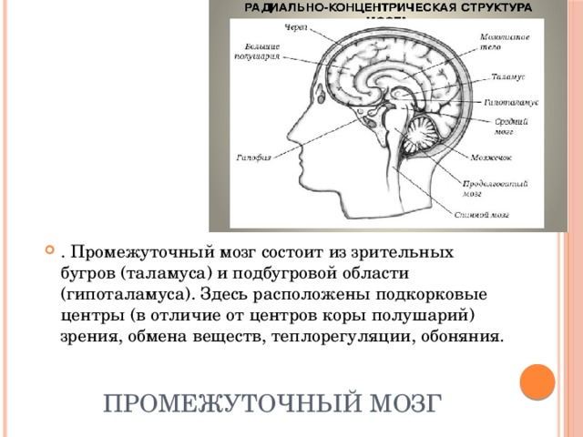 Отделы мозга обоняние