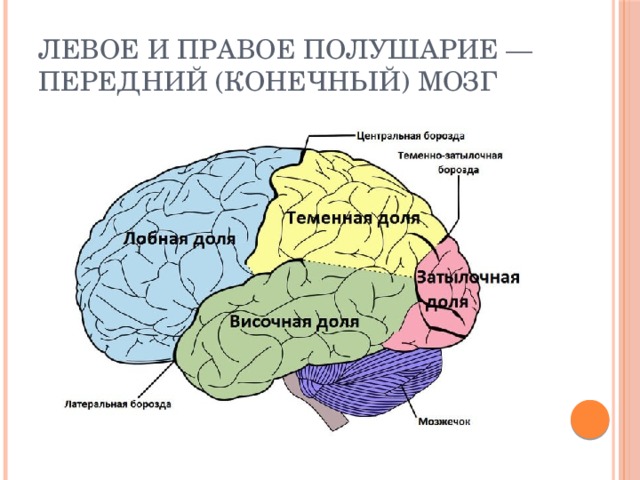 Левое и правое полушарие — передний (конечный) мозг 