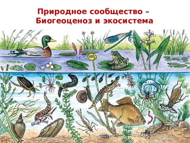 Природное сообщество – Биогеоценоз и экосистема   