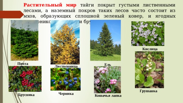 Растительный мир тайги покрыт густыми лиственными лесами, а наземный покров таких лесов часто состоит из мхов, образующих сплошной зеленый ковер, и ягодных кустарников: черники и брусники. Кислица Пихта Ель Лиственница Грушанка Черника Брусника Кошачья лапка 