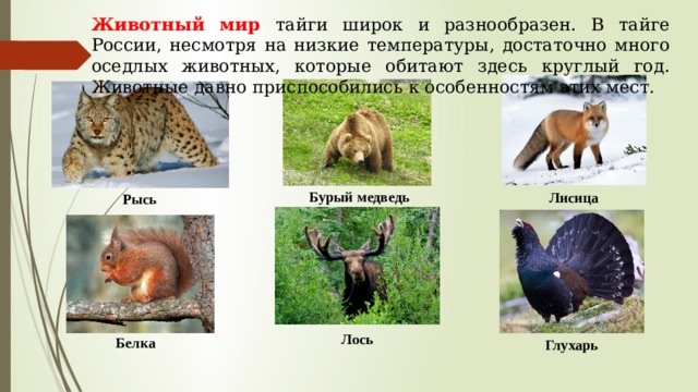Животный мир тайги широк и разнообразен. В тайге России, несмотря на низкие температуры, достаточно много оседлых животных, которые обитают здесь круглый год. Животные давно приспособились к особенностям этих мест. Бурый медведь Рысь Лисица Лось Белка Глухарь 
