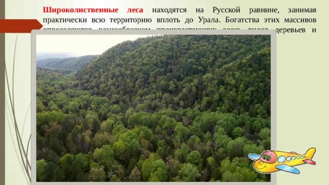Широколиственные леса находятся на Русской равнине, занимая практически всю территорию вплоть до Урала. Богатства этих массивов определяются разнообразием произрастающих здесь видов деревьев и растений. 