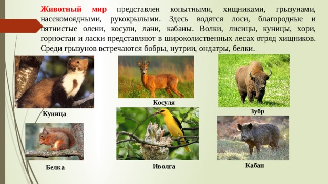 Животный мир представлен копытными, хищниками, грызунами, насекомоядными, рукокрылыми. Здесь водятся лоси, благородные и пятнистые олени, косули, лани, кабаны. Волки, лисицы, куницы, хори, горностаи и ласки представляют в широколиственных лесах отряд хищников. Среди грызунов встречаются бобры, нутрии, ондатры, белки. Косуля Зубр Куница Кабан Иволга Белка 