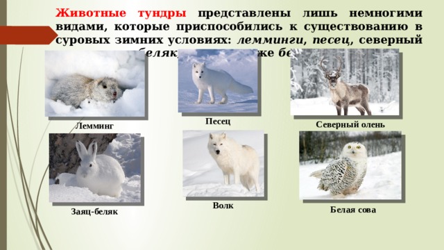 Животные тундры представлены лишь немногими видами, которые приспособились к существованию в суровых зимних условиях: лемминги , песец , северный олень, заяц-беляк , волк , а также белая сова. Песец Северный олень Лемминг Волк Белая сова Заяц-беляк 