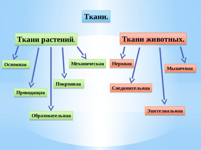 Ткани образовательные механические. Эпителиальная соединительная мышечная нервная ткани таблица. Эпителиальная соединительная Проводящая. Ткань растений нервная мышечная Проводящая эпителиальная. Эпителиальная образовательная покровная соединительная.