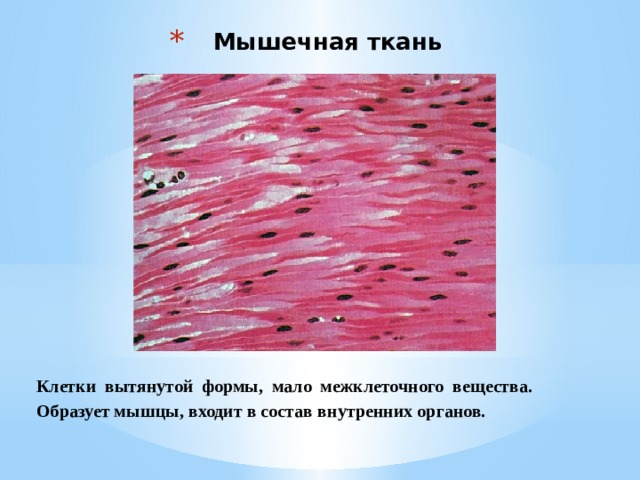 Наличие тканей. Поперечно полосатая мышечная ткань межклеточное вещество строение. Наличие межклеточного вещества в мышечной ткани. Мышечная ткань клетки и межклеточное вещество. Межклеточное вещество сердечной мышечной ткани.