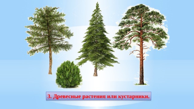 3. Древесные растения или кустарники. 