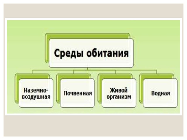 Среды жизни и экологические факторы презентация 9 класс