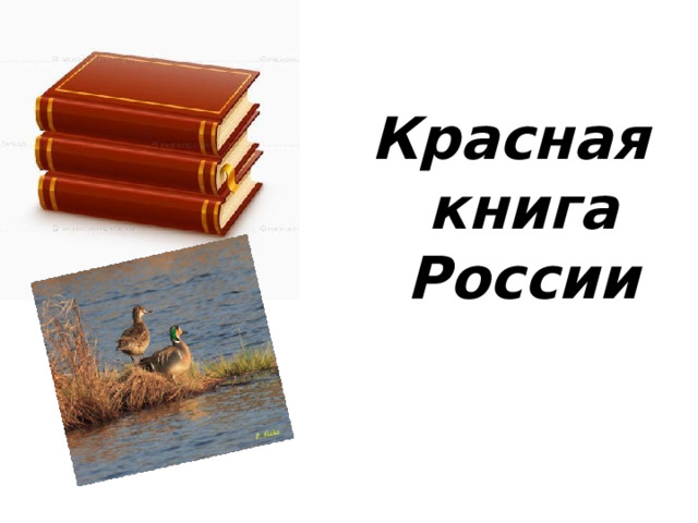 Проект "Крассная книга России" 4 класс