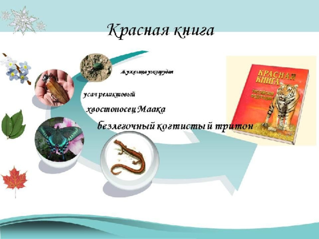 Как оформить проект красная книга Проект "Крассная книга России" 4 класс