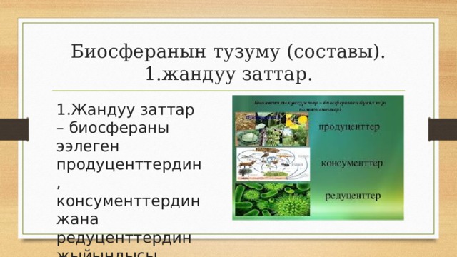 Биосферанын тузуму (составы).  1.жандуу заттар. 1.Жандуу заттар – биосфераны ээлеген продуценттердин, консументтердин жана редуценттердин жыйындысы 