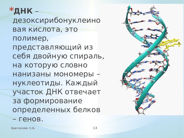 ДНК  – дезоксирибонуклеиновая кислота, это полимер, представляющий из себя двойную спираль, на которую словно нанизаны мономеры – нуклеотиды. Каждый участок ДНК отвечает за формирование определенных белков – генов.  Братякова С.Б.  