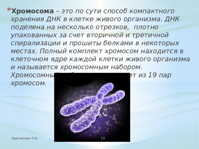 Хромосома  – это по сути способ компактного хранения ДНК в клетке живого организма. ДНК поделена на несколько отрезков, плотно упакованных за счет вторичной и третичной спирализации и прошиты белками в некоторых местах. Полный комплект хромосом находится в клеточном ядре каждой клетки живого организма и называется хромосомным набором. Хромосомный набор кошки состоит из 19 пар хромосом. Братякова С.Б.  