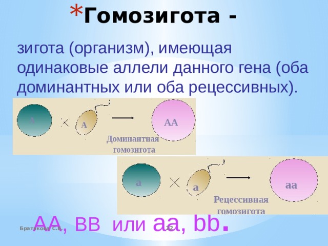 Гомозигота - зигота (организм), имеющая одинаковые аллели данного гена (оба доминантных или оба рецессивных). АА, ВВ или  аа, bb . Братякова С.Б.  