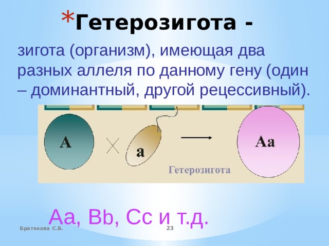Гетерозигота - зигота (организм), имеющая два разных аллеля по данному гену (один – доминантный, другой рецессивный). Аа, В b , Сс и т.д. Братякова С.Б.  