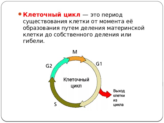 Жизненный цикл клетки состоит. Синтетическая фаза клеточного цикла. Схема стадий клеточного цикла. Фазы жизненного цикла клетки по порядку. G1 фаза клеточного цикла.
