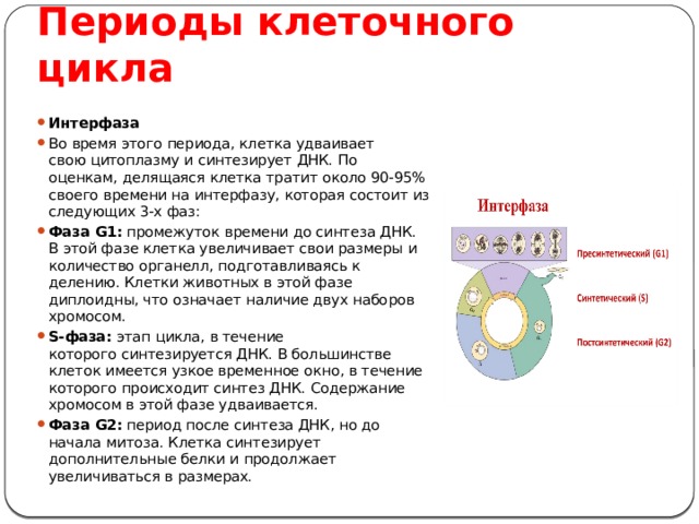 В какой период интерфазы происходит синтез днк