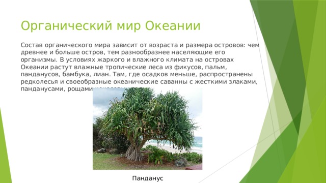 Органический мир Океании Состав органического мира зависит от возраста и размера островов: чем древнее и больше остров, тем разнообразнее населяющие его организмы. В условиях жаркого и влажного климата на островах Океании растут влажные тропические леса из фикусов, пальм, панданусов, бамбука, лиан. Там, где осадков меньше, распространены редколесья и своеобразные океанические саванны с жесткими злаками, панданусами, рощами кокосовых пальм. Панданус 