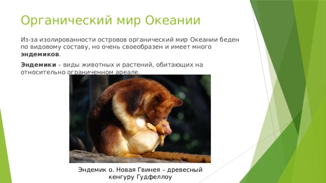 Органический мир Океании Из-за изолированности островов органический мир Океании беден по видовому составу, но очень своеобразен и имеет много эндемиков . Эндемики – виды животных и растений, обитающих на относительно ограниченном ареале. Эндемик о. Новая Гвинея – древесный кенгуру Гудфеллоу 