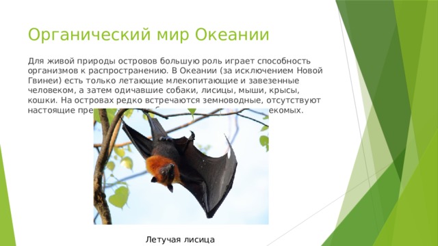 Органический мир Океании Для живой природы островов большую роль играет способность организмов к распространению. В Океании (за исключением Новой Гвинеи) есть только летающие млекопитающие и завезенные человеком, а затем одичавшие собаки, лисицы, мыши, крысы, кошки. На островах редко встречаются земноводные, отсутствуют настоящие пресноводные рыбы, зато много птиц и насекомых. Летучая лисица 