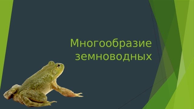 Многообразие земноводных 