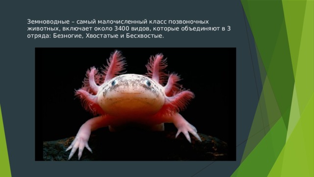 Земноводные – самый малочисленный класс позвоночных животных, включает около 3400 видов, которые объединяют в 3 отряда: Безногие, Хвостатые и Бесхвостые. 