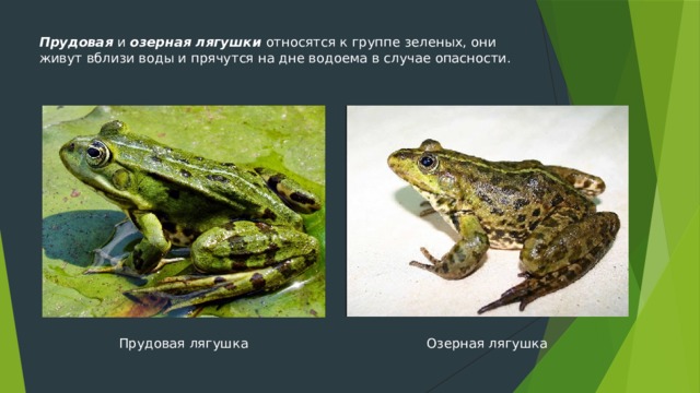 Прудовая и озерная лягушки относятся к группе зеленых, они живут вблизи воды и прячутся на дне водоема в случае опасности. Озерная лягушка Прудовая лягушка 